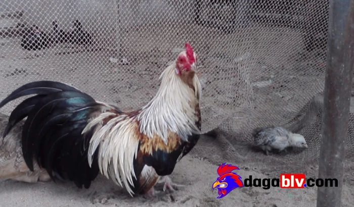 Cách chọn gà tre chuẩn nhất cho anh em tham khảo 2 Cách chọn gà tre chuẩn nhất cho anh em tham khảo Cách chọn gà tre dựa vào ngoại hình