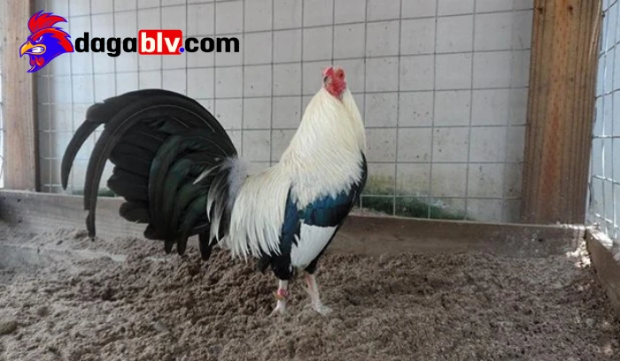 Cách chọn gà tre chuẩn nhất cho anh em tham khảo 3 Cách chọn gà tre chuẩn nhất cho anh em tham khảo Chọn gà tre theo thể trạng