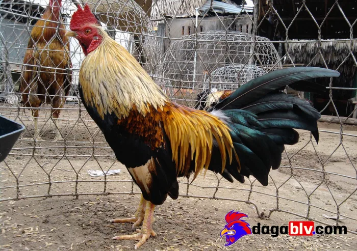 Cách chọn gà tre chuẩn nhất cho anh em tham khảo 4 Cách chọn gà tre chuẩn nhất cho anh em tham khảo Cách chọn gà tre dựa vào kỹ năng