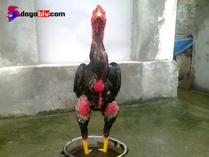 Nguyên nhân khiến gà bị gãy chân