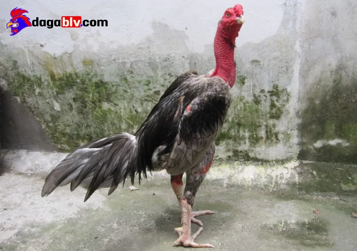 Gà bị què có đá tiếp được không?

