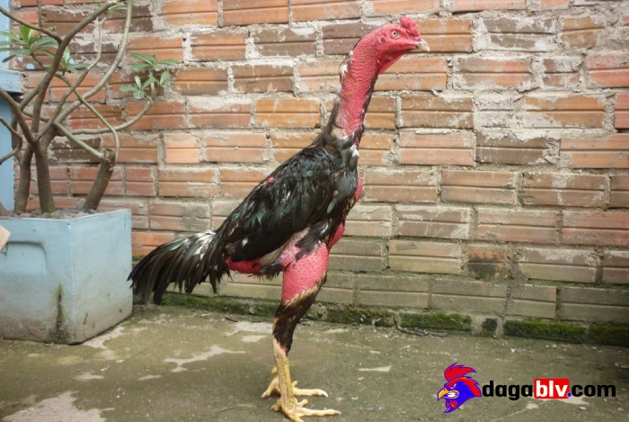 Cách chữa chân cho gà đá như thế nào?