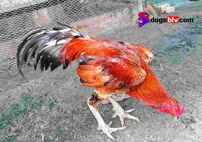 Các lưu ý khi thực hiện cách tăng cân cho gà đá
