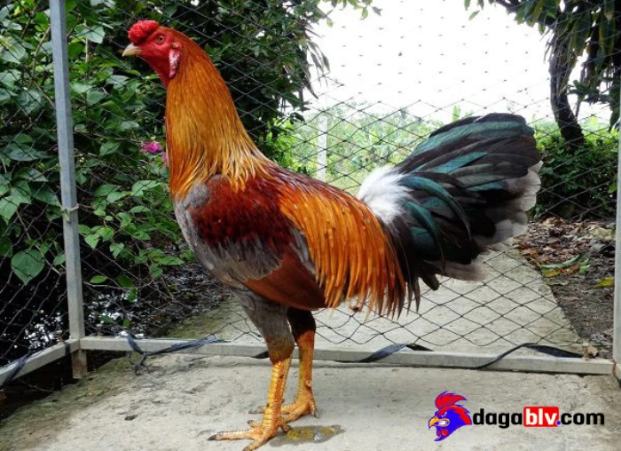 Phòng ngừa các bệnh cơ bản
