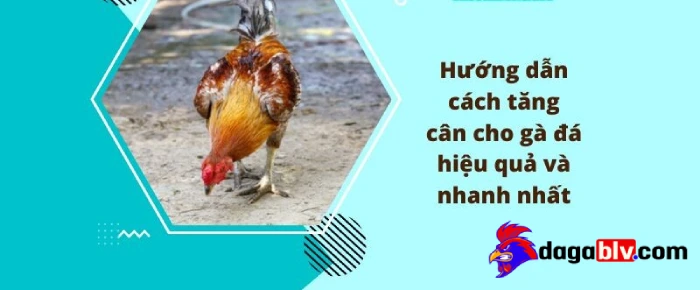 cach tang can cho ga choi