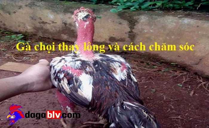 Cách chăm lông gà đá chuẩn nhất cho các sư kê mới nhất 3 Cách chăm lông gà đá chuẩn nhất cho các sư kê mới nhất Bảo vệ lông