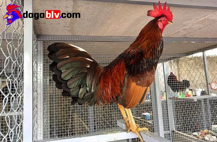 Cách chăm lông gà đá chuẩn nhất cho các sư kê mới nhất 1 Cách chăm lông gà đá chuẩn nhất cho các sư kê mới nhất Tại sao nên chăm lông gà đá?