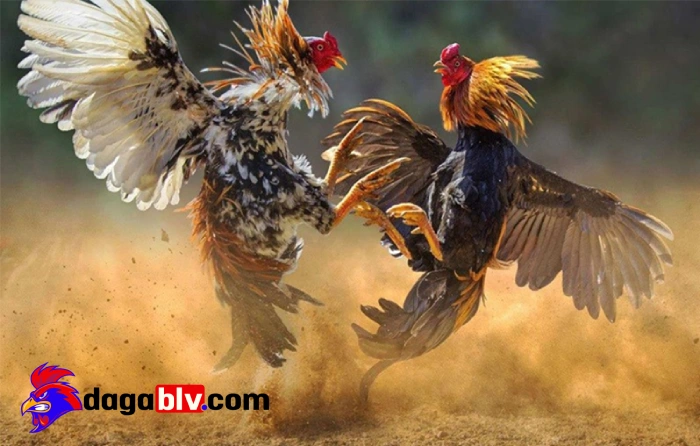 Cách chăm lông gà đá chuẩn nhất cho các sư kê mới nhất 2 Cách chăm lông gà đá chuẩn nhất cho các sư kê mới nhất Cách chăm lông gà đá chuẩn nhất cho sư kê