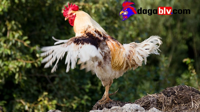Cách chăm lông gà đá chuẩn nhất cho các sư kê mới nhất 4 Cách chăm lông gà đá chuẩn nhất cho các sư kê mới nhất Bảo vệ lông