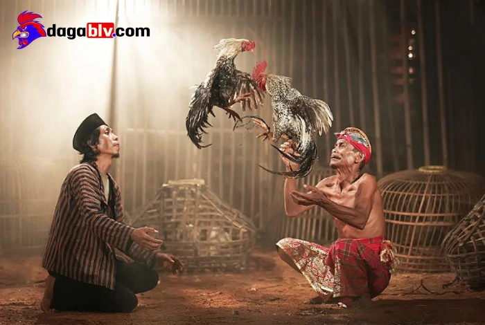 Vệ sinh chuồng trại như thế nào để chăm sóc gà chọi