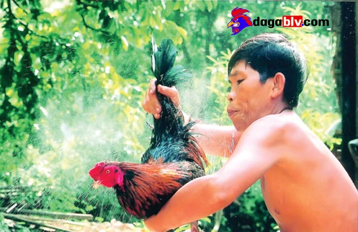 Đảm bảo dinh dưỡng khi chăm sóc gà chọi như thế nào?
