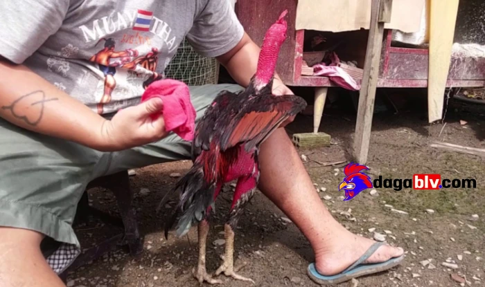 Huấn luyện và tập thể dục để chăm sóc gà chọi