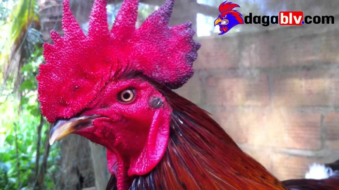 Cách khắc phục chấn thương mắt gà đá