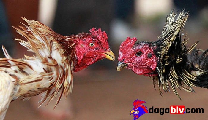 Chấn thương mắt gà đá có nguy hiểm hay không?