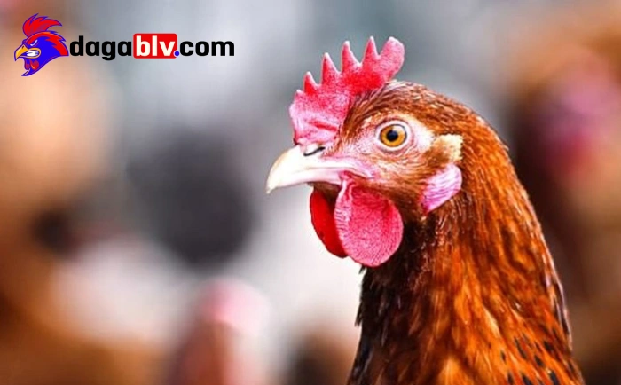 Chấn thương mắt gà đá là gì?