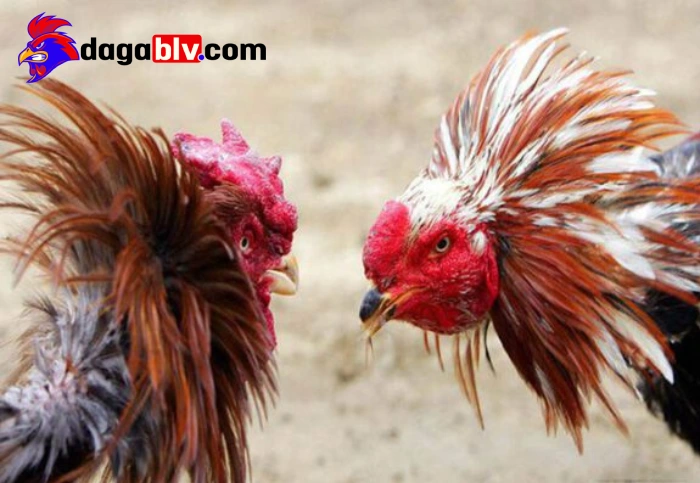 Cách ngăn ngừa chấn thương mắt gà đá
