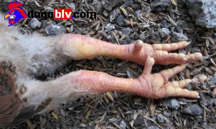 3 Cách chữa sưng cụm bàn chân cho gà chọi siêu chuẩn 1 3 Cách chữa sưng cụm bàn chân cho gà chọi siêu chuẩn Nguyên nhân xảy ra hiện tượng sưng cụm bàn chân