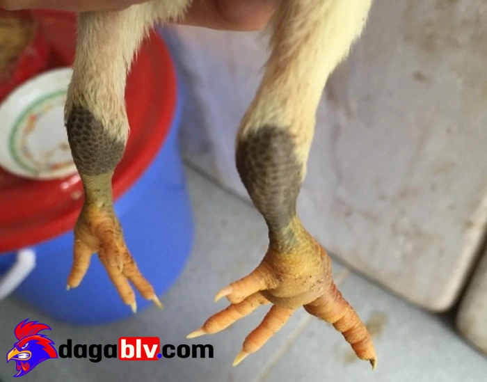 3 Cách chữa sưng cụm bàn chân cho gà chọi siêu chuẩn 4 3 Cách chữa sưng cụm bàn chân cho gà chọi siêu chuẩn Lợi ích của việc chữa sưng cụm bàn chân sớm.