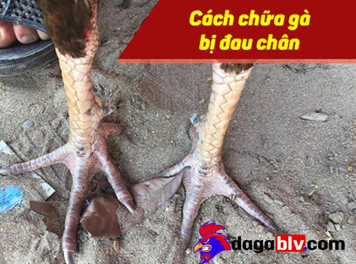 3 Cách chữa sưng cụm bàn chân cho gà chọi siêu chuẩn 2 3 Cách chữa sưng cụm bàn chân cho gà chọi siêu chuẩn Phương pháp đơn giản giúp chữa sưng cụm bàn chân