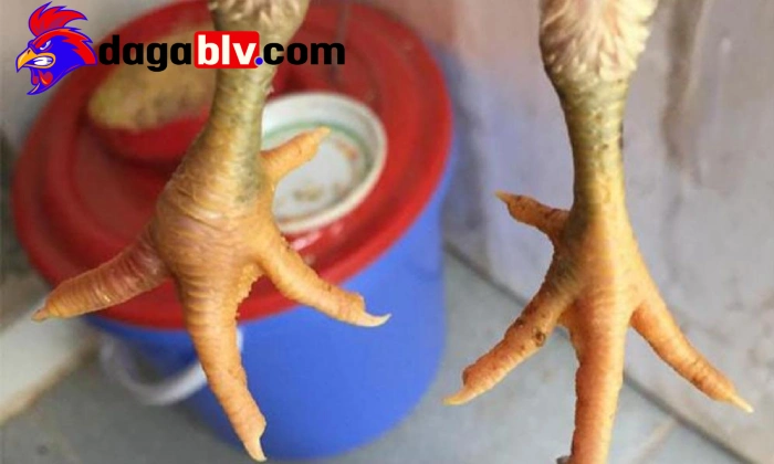 3 Cách chữa sưng cụm bàn chân cho gà chọi siêu chuẩn 3 3 Cách chữa sưng cụm bàn chân cho gà chọi siêu chuẩn Thực phẩm giúp chữa sưng cụm bàn chân hiệu quả