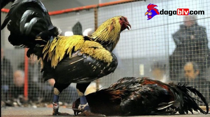 Kiểm tra và giám sát tình trạng gà sau khi xử lý