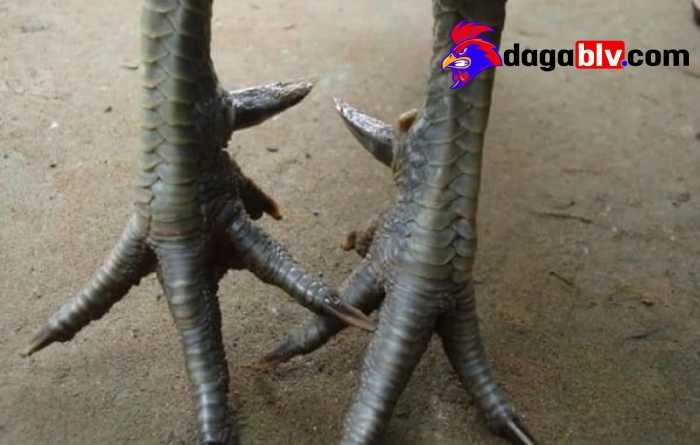 Gà chấn thương chân: Nguyên nhân và top 3 cách khắc phục 3 Gà chấn thương chân: Nguyên nhân và top 3 cách khắc phục Cách khắc phục gà chấn thương chân