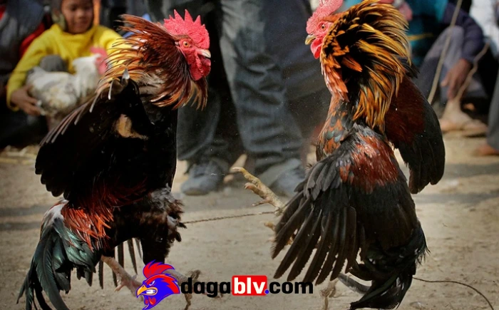 Gà chấn thương chân: Nguyên nhân và top 3 cách khắc phục 1 Gà chấn thương chân: Nguyên nhân và top 3 cách khắc phục ga chan thuong chan 3