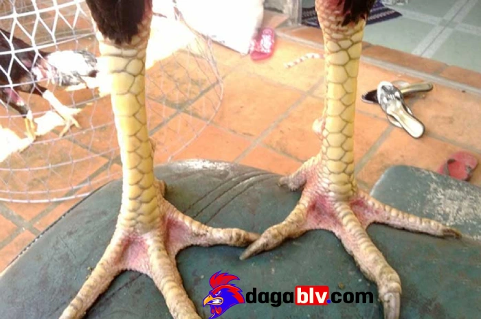 Gà chấn thương chân: Nguyên nhân và top 3 cách khắc phục 4 Gà chấn thương chân: Nguyên nhân và top 3 cách khắc phục Cách phòng ngừa gà chấn thương chân