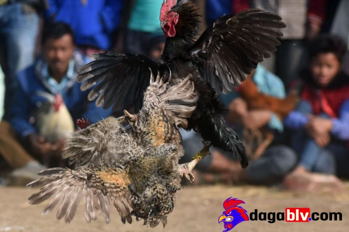Triệu chứng của gà đá chấn thương cánh