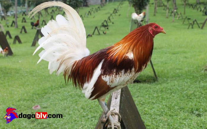 Giá gà cựa sắt đá: Nên mua gà con hay gà trưởng thành? 3 Giá gà cựa sắt đá: Nên mua gà con hay gà trưởng thành? Gà đá cựa sắt con phù hợp cho người mới chơi đá gà?