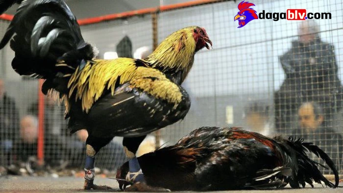 Giá gà cựa sắt đá: Nên mua gà con hay gà trưởng thành? 1 Giá gà cựa sắt đá: Nên mua gà con hay gà trưởng thành? Khác biệt giá gà cựa sắt với gà đá con và trưởng thành