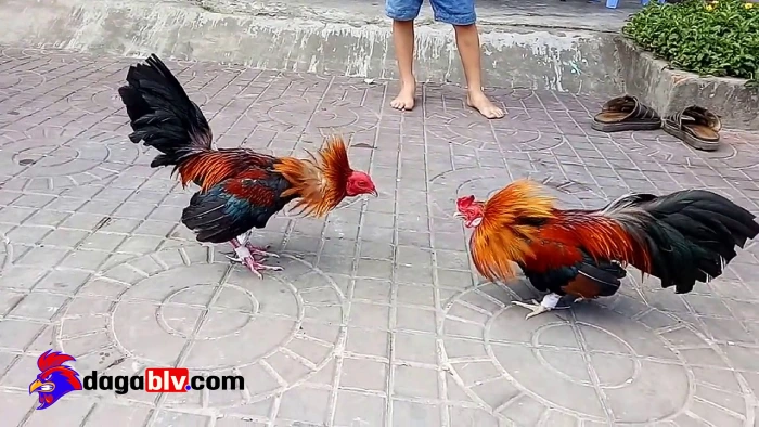 Giá gà cựa sắt đá: Nên mua gà con hay gà trưởng thành? 4 Giá gà cựa sắt đá: Nên mua gà con hay gà trưởng thành? Gà cựa sắt đá con