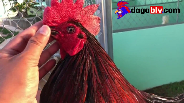 Cách giúp gà hồi phục nhanh và mới nhất cho các sư kê 2 Cách giúp gà hồi phục nhanh và mới nhất cho các sư kê Phương pháp chăm sóc gà hồi phục nhanh
