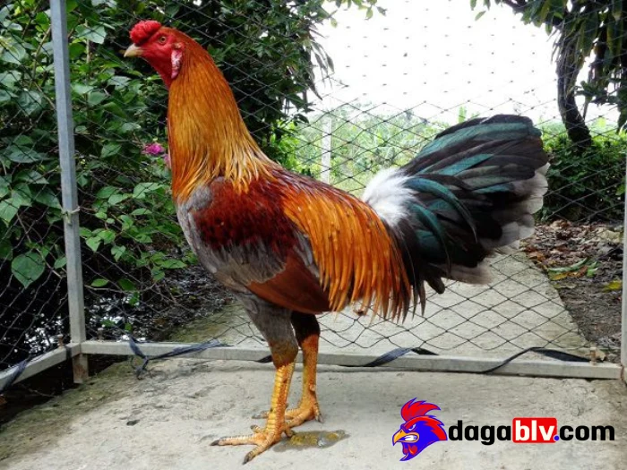 Cách giúp gà hồi phục nhanh và mới nhất cho các sư kê 3 Cách giúp gà hồi phục nhanh và mới nhất cho các sư kê Bí quyết tránh tái phát bệnh khi giúp gà hồi phục nhanh