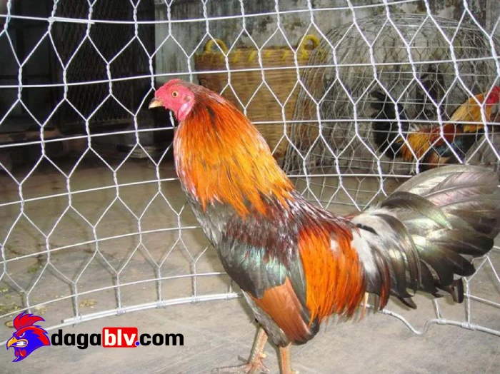 Cách giúp gà hồi phục nhanh và mới nhất cho các sư kê 4 Cách giúp gà hồi phục nhanh và mới nhất cho các sư kê Phương pháp chăm sóc gà giúp gà hồi phục nhanh
