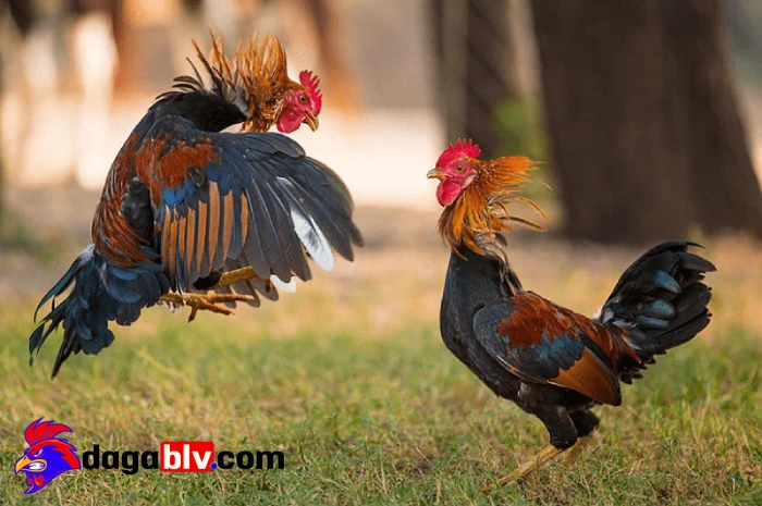 Cách giúp gà hồi phục nhanh và mới nhất cho các sư kê 1 Cách giúp gà hồi phục nhanh và mới nhất cho các sư kê Tại sao gà cần chăm sóc đặc biệt khi bị bệnh?