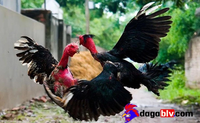 Chọn độ tuổi của gà
