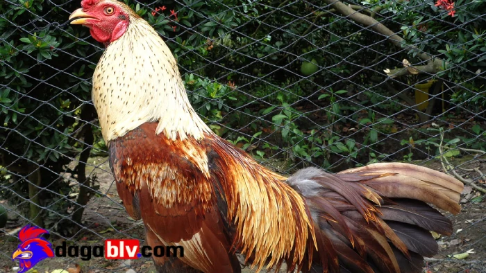 Mua gà đá ở đâu - Trại gà Văn Dũng Bình Định
