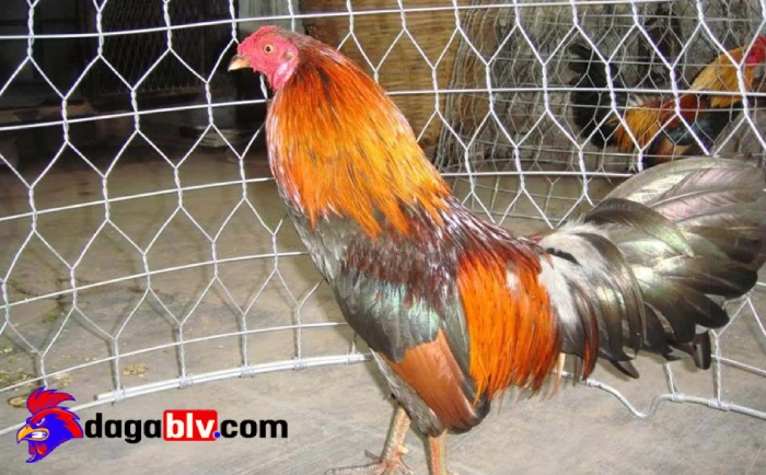 Mua gà đá ở đâu - Trại gà Toàn Cao Lãnh