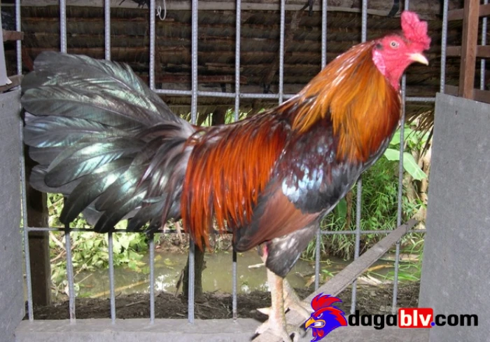 Mua gà đá ở đâu - Trại gà Cao Lãnh