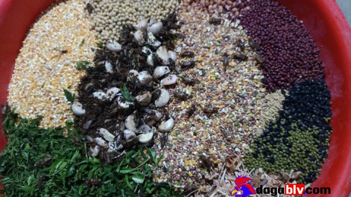 Các sai lầm phổ biến trộn ngũ cốc cho gà và cách tránh