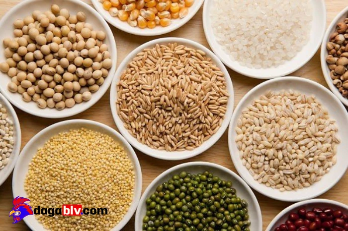 Lựa chọn phù hợp cho việc trộn ngũ cốc cho gà