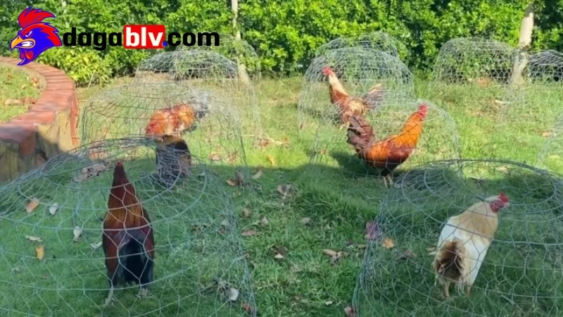 Quy mô diện tích trại gà Mít Trà Cú