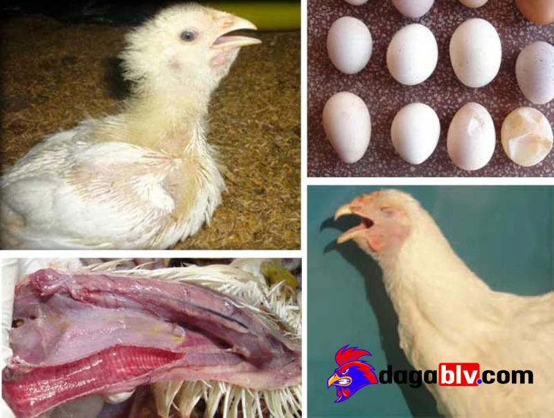 Bệnh hắt hơi ở gà - Cách điều trị nhanh và an toàn nhất 4 Bệnh hắt hơi ở gà - Cách điều trị nhanh và an toàn nhất Những biện pháp phòng ngừa bệnh hắt hơi ở gà