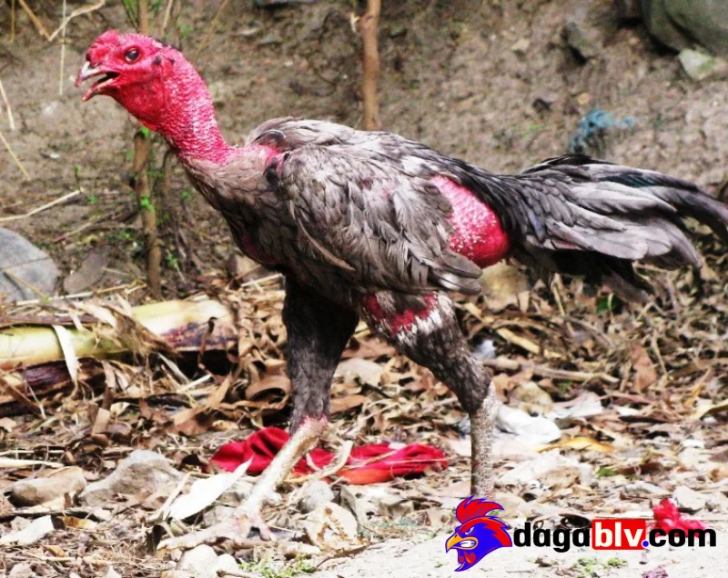 Những triệu chứng phổ biến tại loại bệnh hen gà
