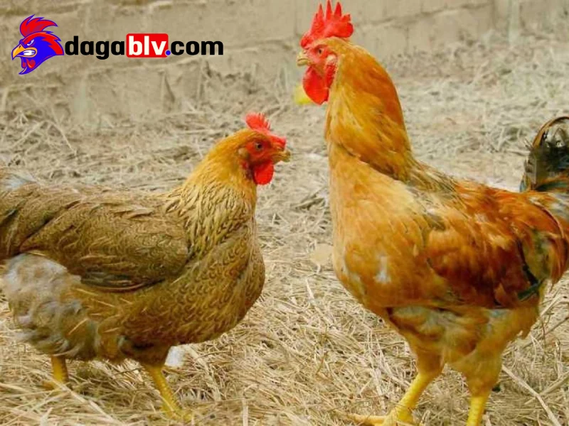 Cách nuôi gà không bị bệnh - Chăm sóc sức khỏe