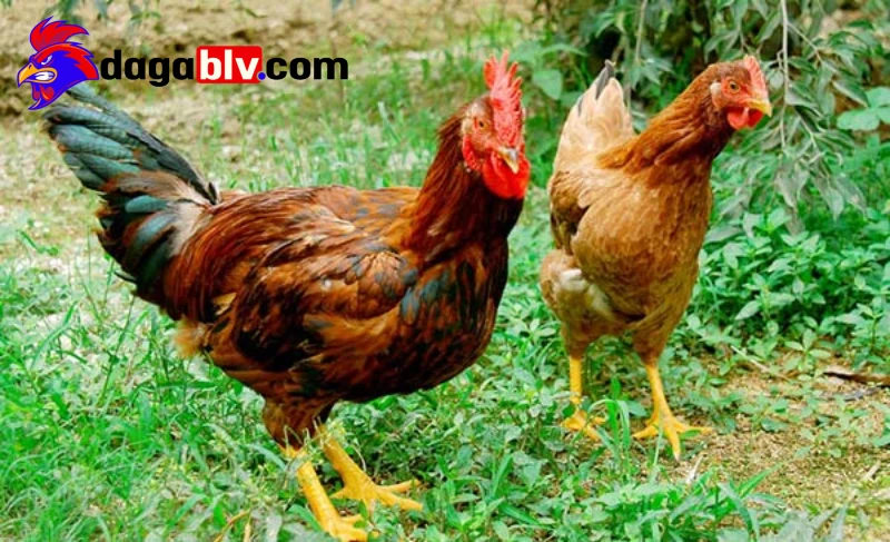 Cách chọn giống gà cực chuẩn