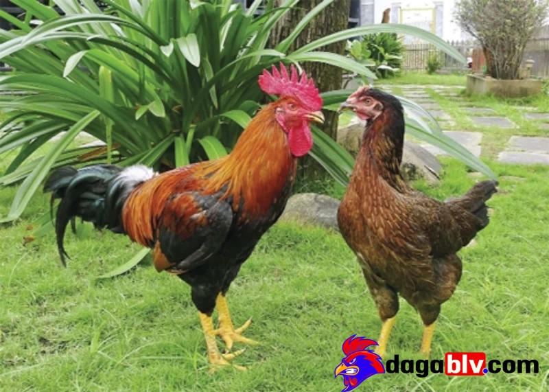 Cách nuôi gà không bị bệnh - Vệ sinh chuồng trại