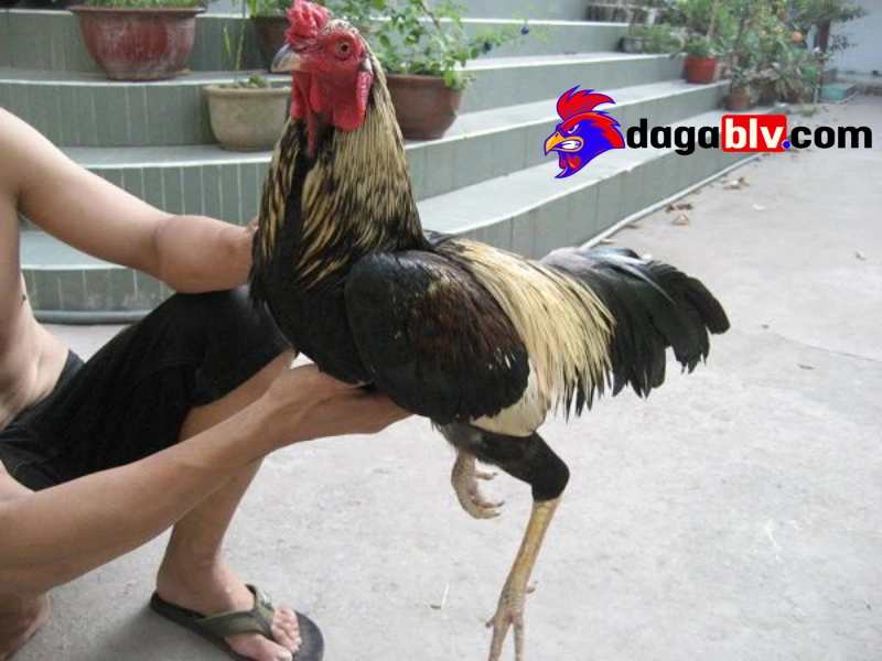 Cách nuôi gà không bị bệnh - Cung cấp dinh dưỡng