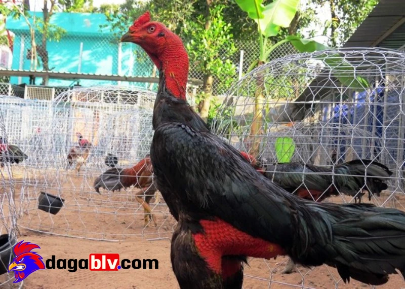 Phòng bệnh cho gà đá vào mùa đông